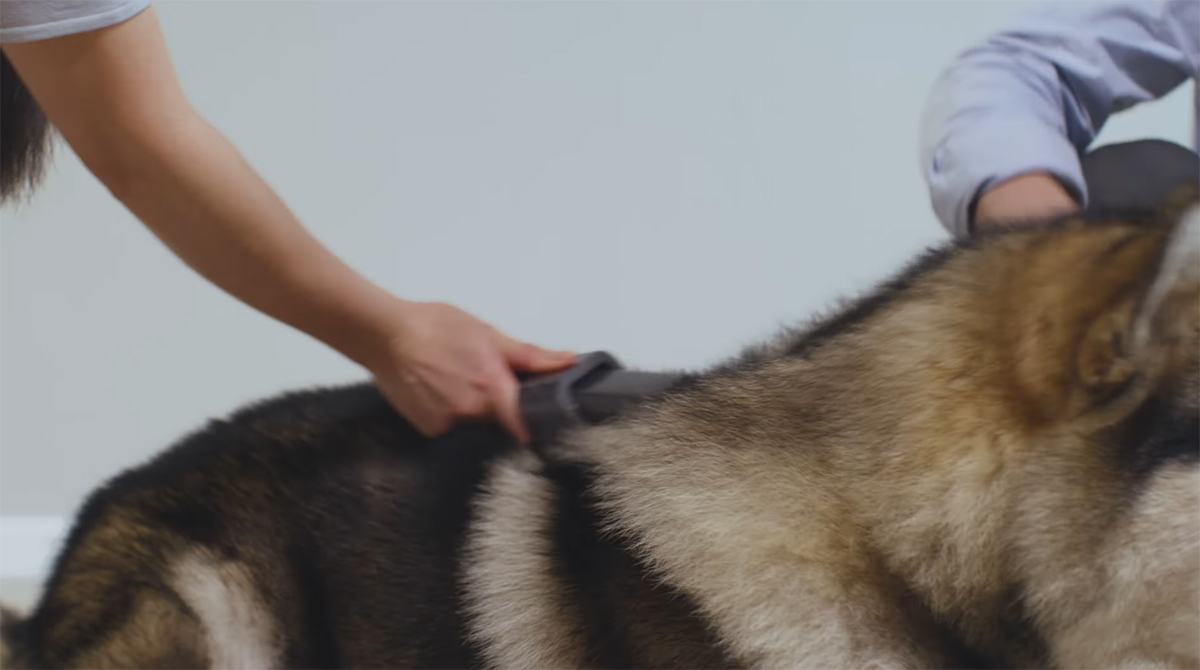 Уход за домашним любимцем при помощи Dyson