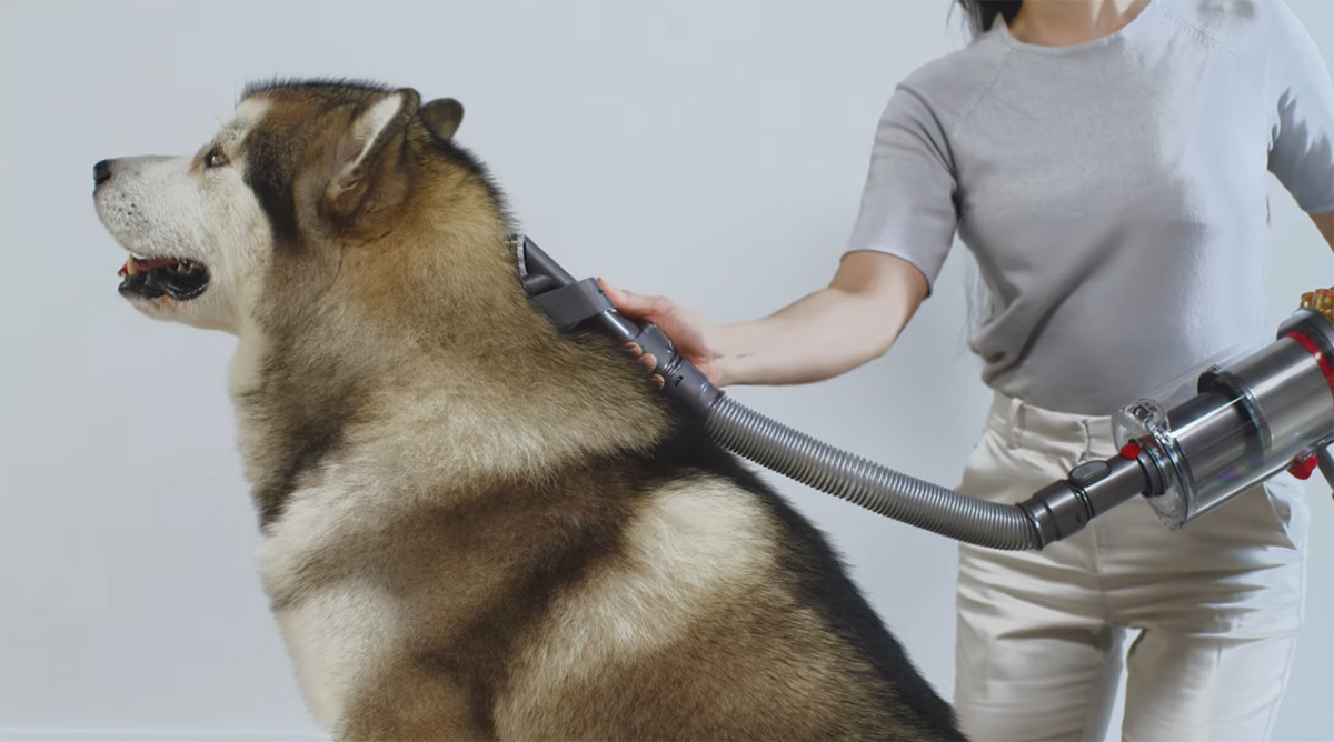 Уход за домашним любимцем при помощи Dyson